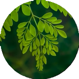 Moringa